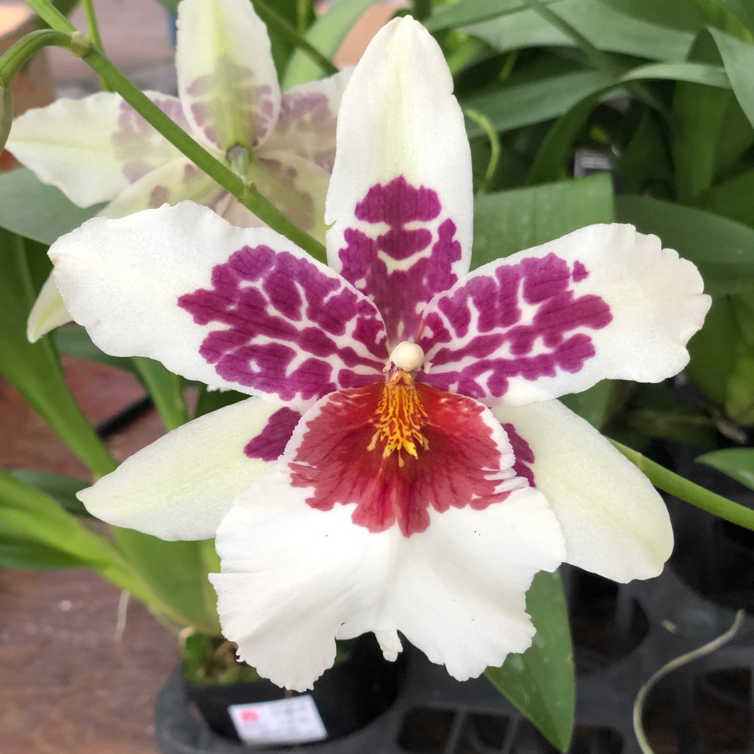 Bllra. Big Shot 'Hilo Sparkle' (4