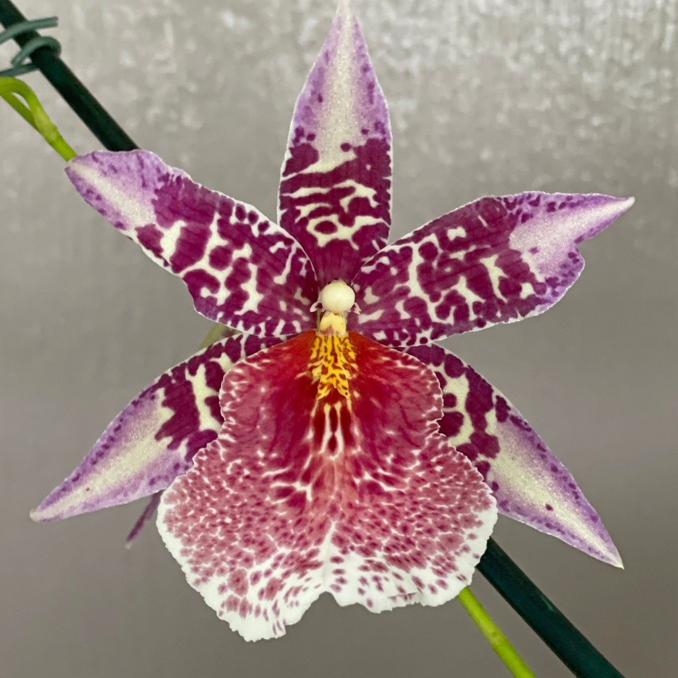 Bllra. Big Shot 'Pink Panther' (4