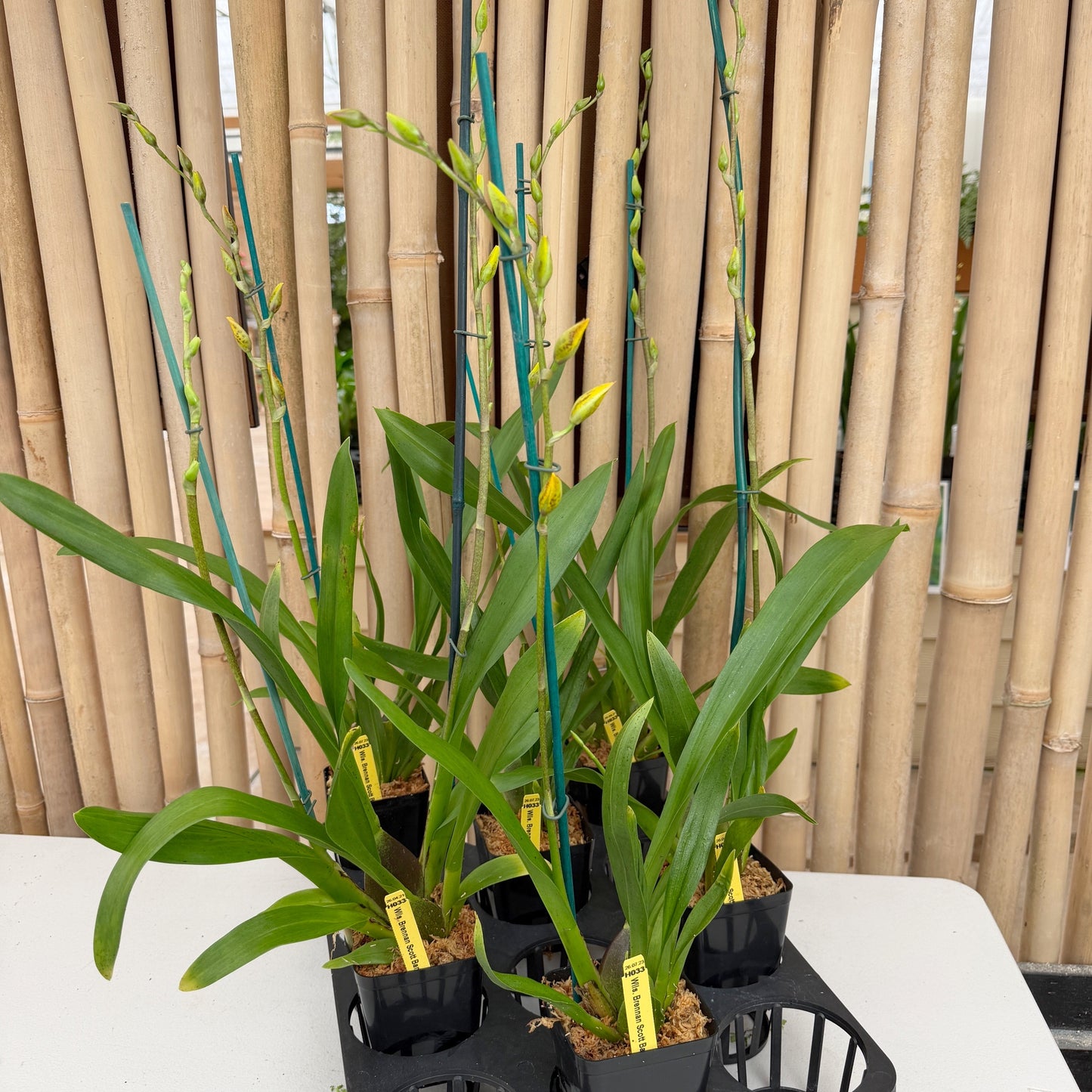 Onc. Brennan Scott Barfield (4" Pot) - First Bloom