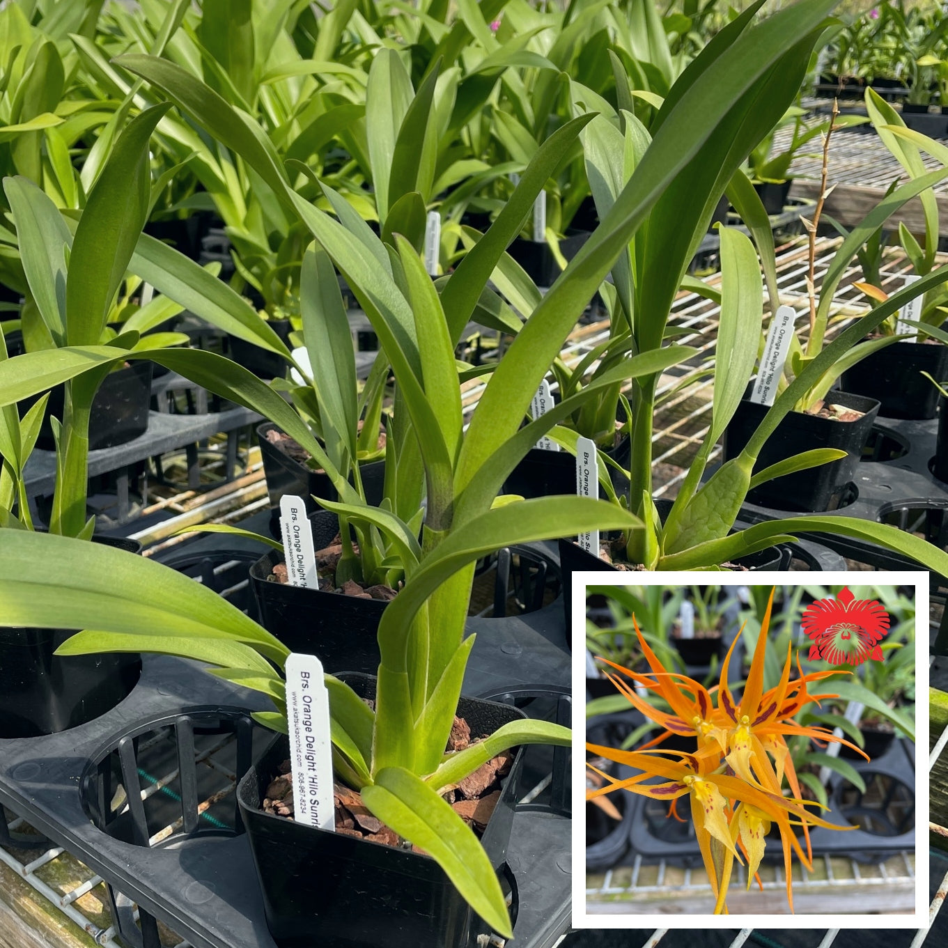 Brsa. Orange Delight 'Hilo Sunrise' (4