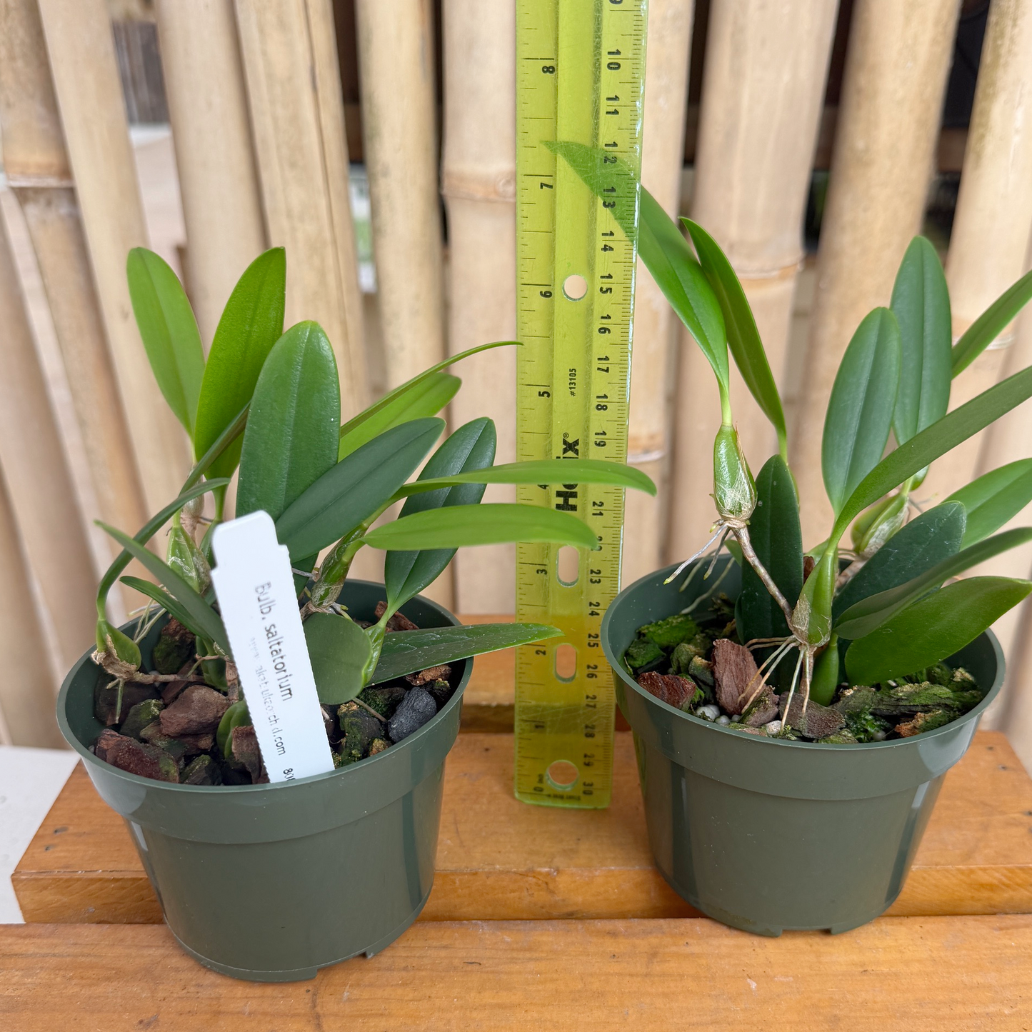 Bulb. saltatorium (3" Pot) - Not Blooming