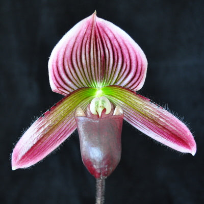 Paph. Maudiae (Burgandy)