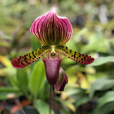 Paph. Maudiae (Burgandy)