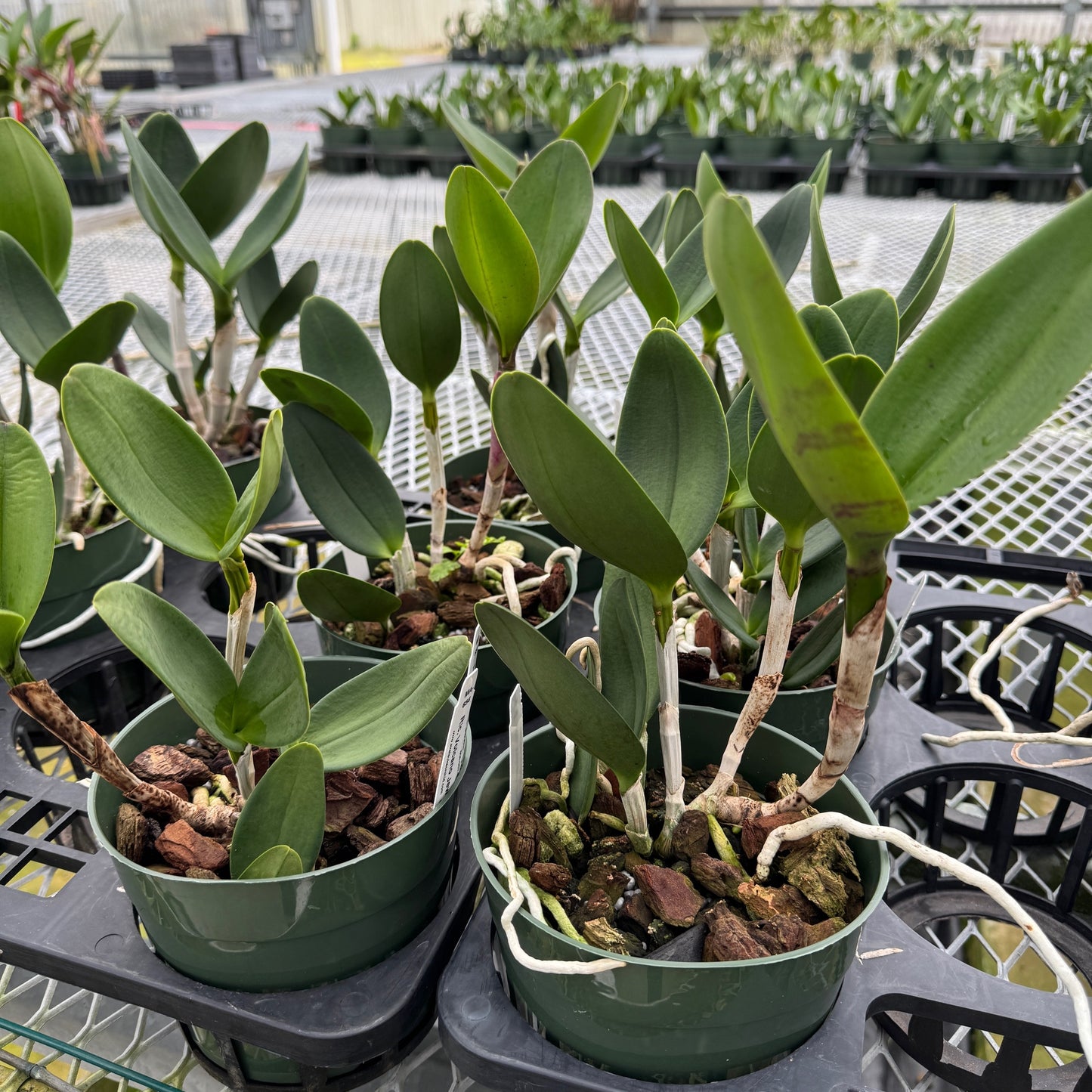 Rlc. Volcano Jewel 'Volcano Queen' (5" Pot) -Not Blooming