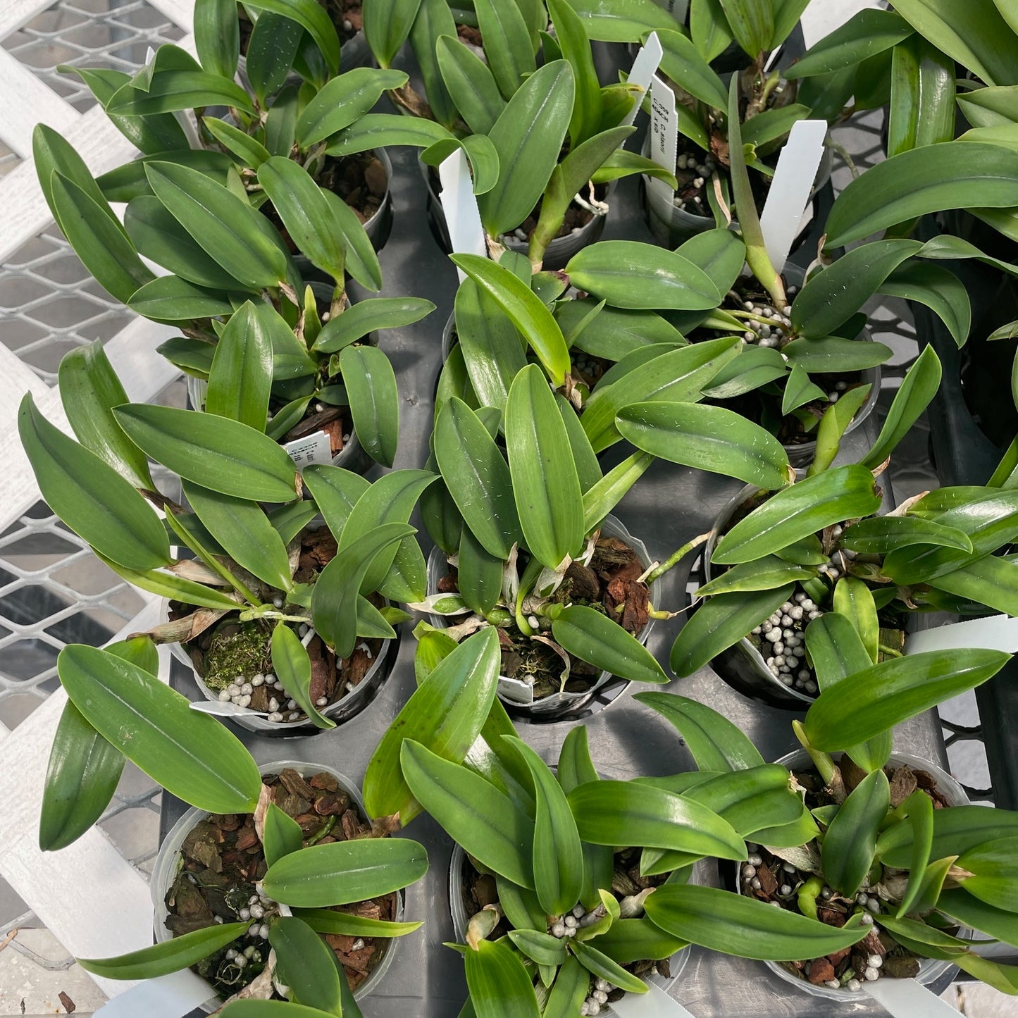 C. alaorii x sib (3" Pot) - Not Blooming