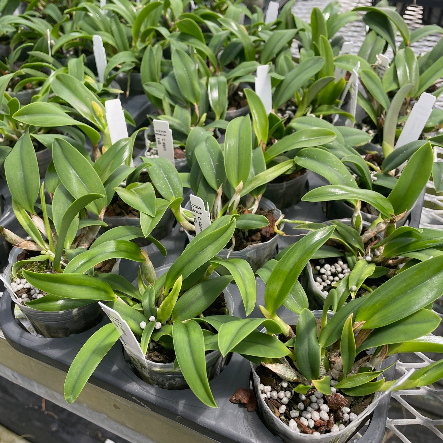 C. alaorii x sib (3" Pot) - Not Blooming