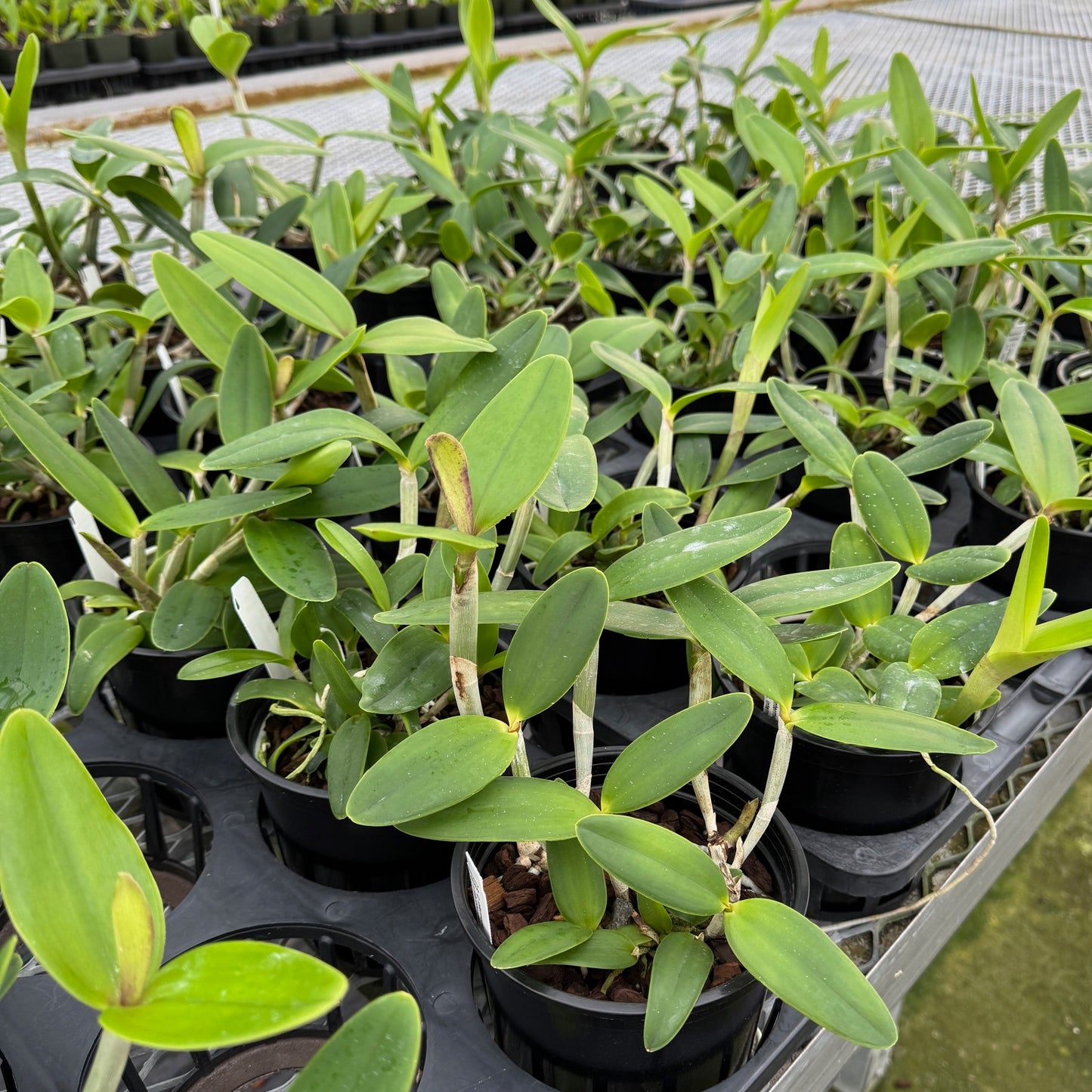 C. intermedia v. coerulea x C. intermedia 'Aranbeem' (5" Pot - Not Blooming)