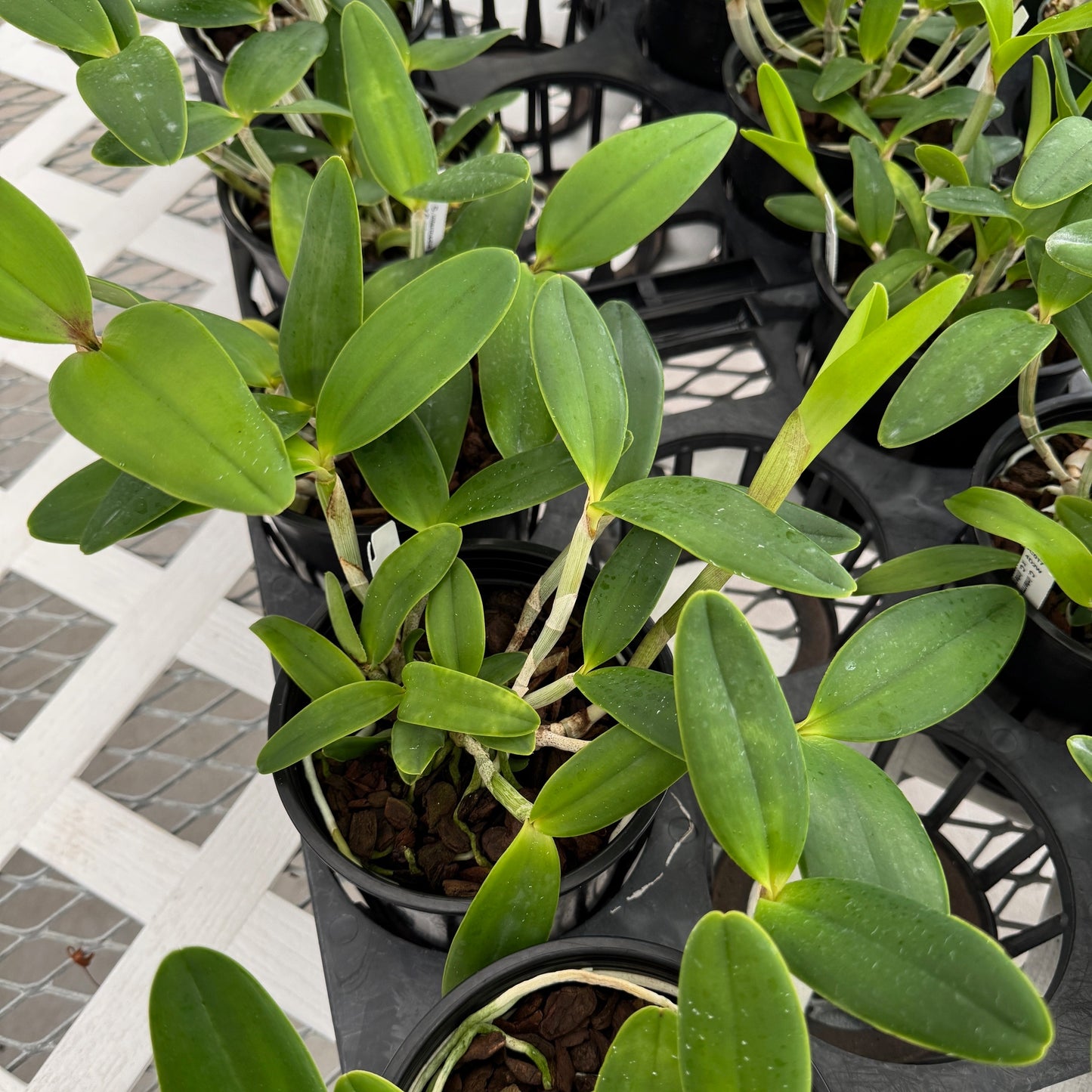 C. intermedia v. coerulea x C. intermedia 'Aranbeem' (5" Pot - Not Blooming)