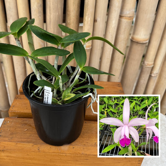 C. intermedia v. coerulea x C. intermedia 'Aranbeem' (5" Pot - Not Blooming)