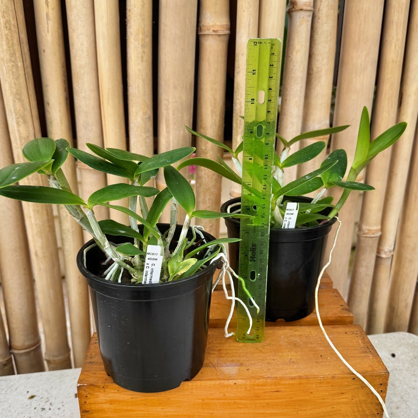 C. intermedia v. coerulea x C. intermedia 'Aranbeem' (5" Pot - Not Blooming)