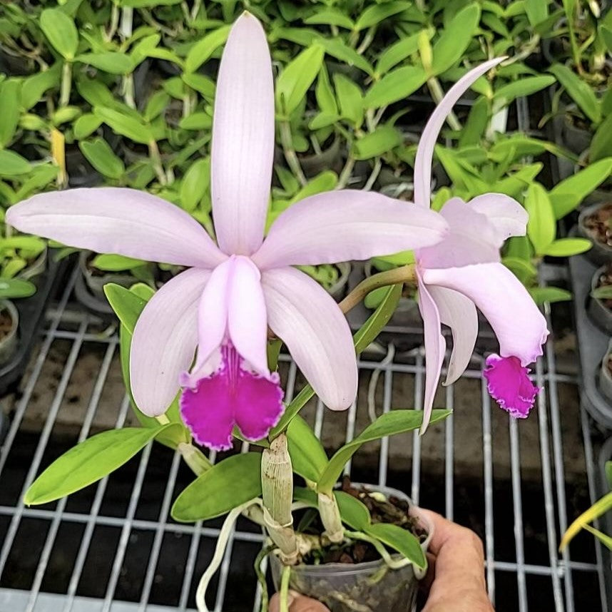 C. intermedia v. coerulea x C. intermedia 'Aranbeem' (5" Pot - Not Blooming)