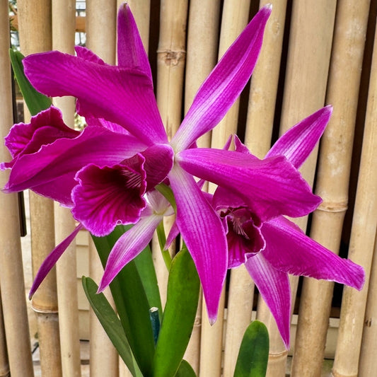 C. purpurata x sib ('Raspberry' x Double Flame') - 5" pot (Not Blooming)