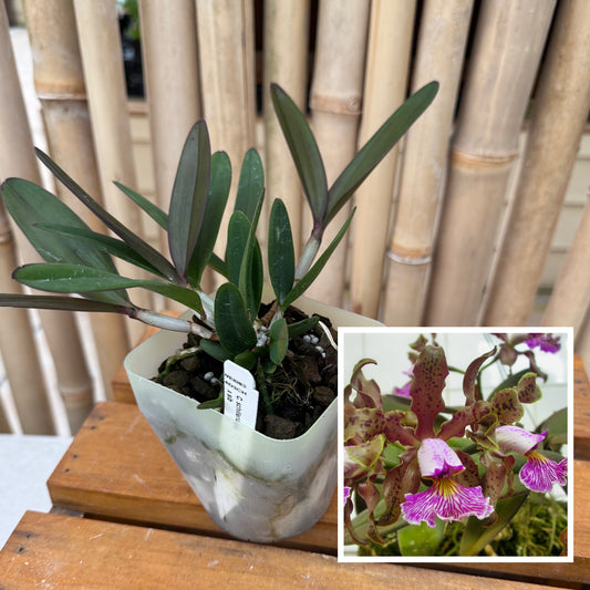 C. schilleriana x sib (4" Pot) - Not Blooming