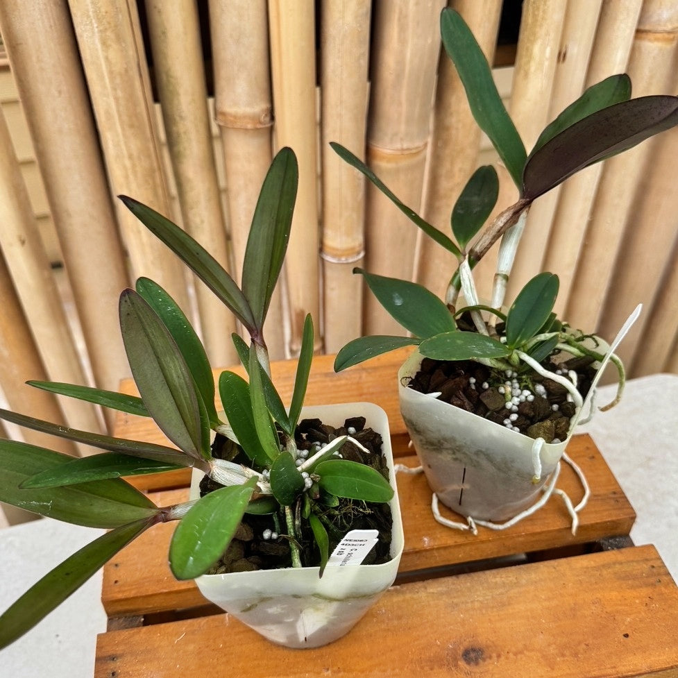 C. schilleriana x sib (4" Pot) - Not Blooming