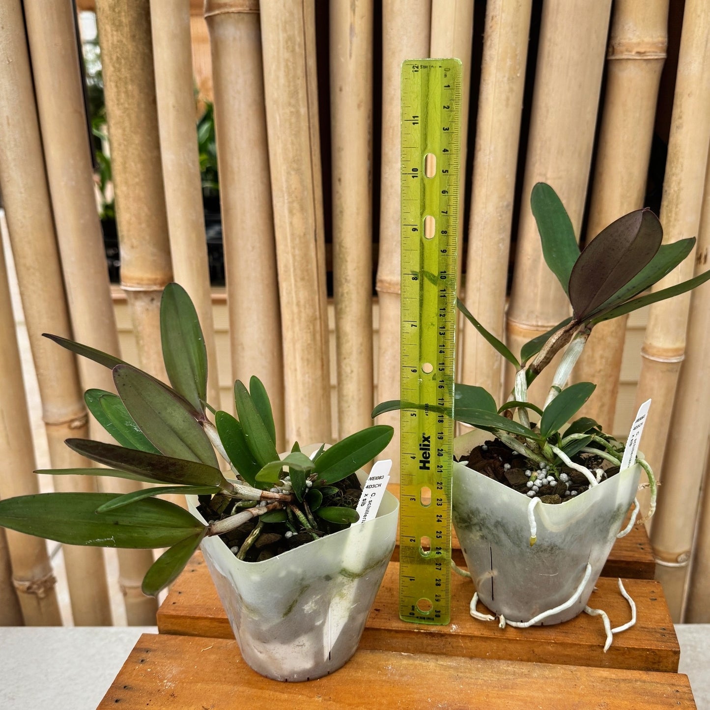 C. schilleriana x sib (4" Pot) - Not Blooming