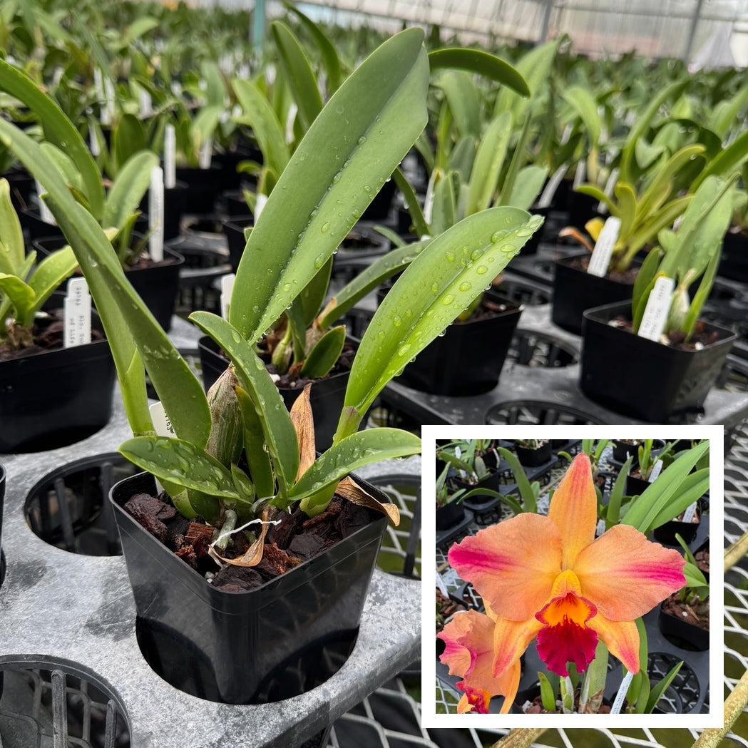 C. Tokyo Life (4" Pot) - Not Blooming