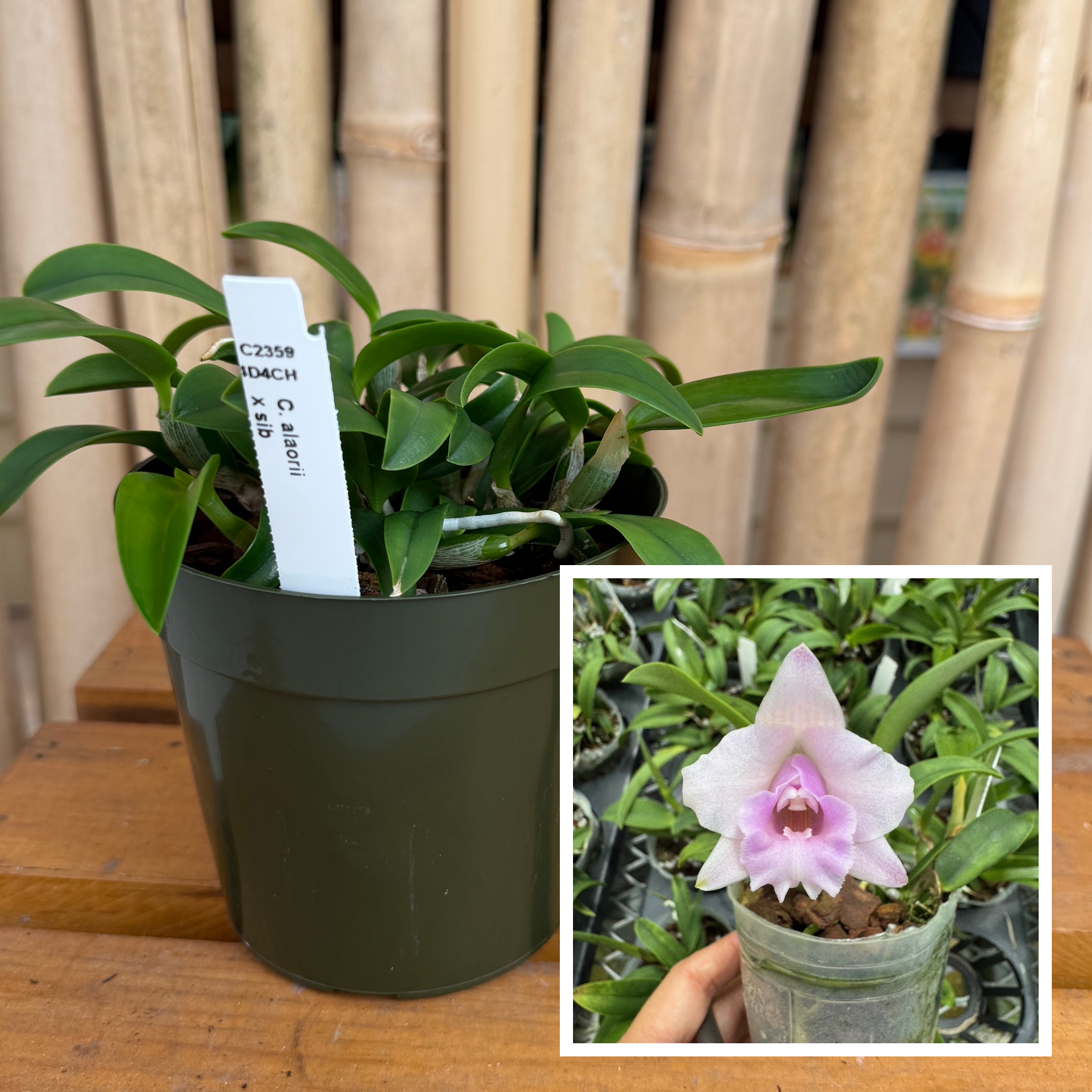 C. alaorii x sib (4