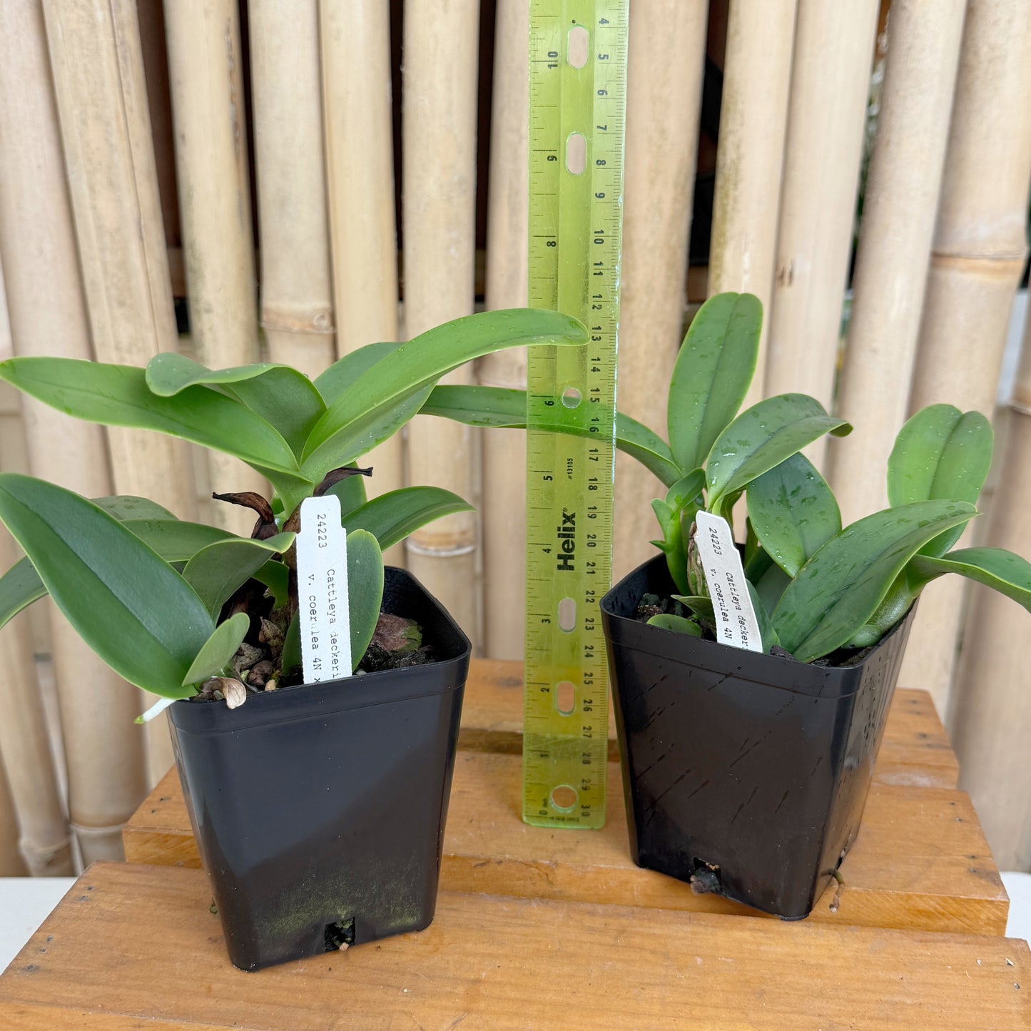 C. deckeri v. coerulea 4N x self (4" Pot) - Not Blooming