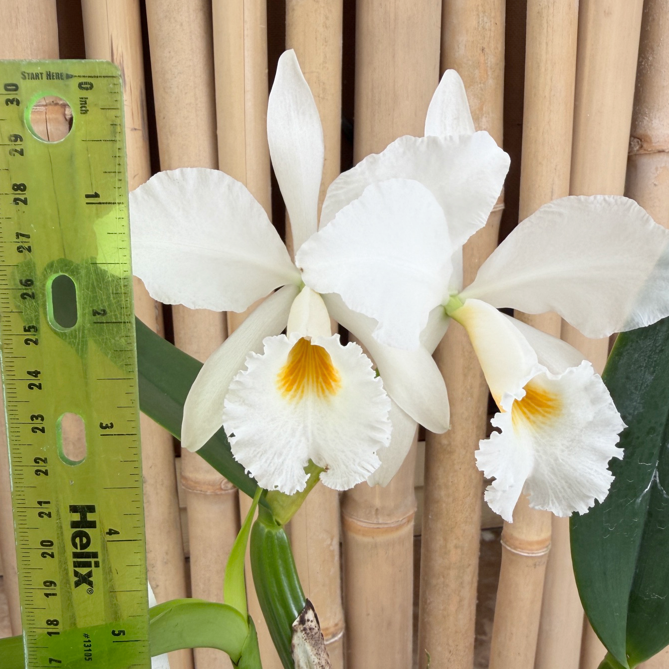 C. jenmanii v. alba x sib (5" pot) - Not Blooming