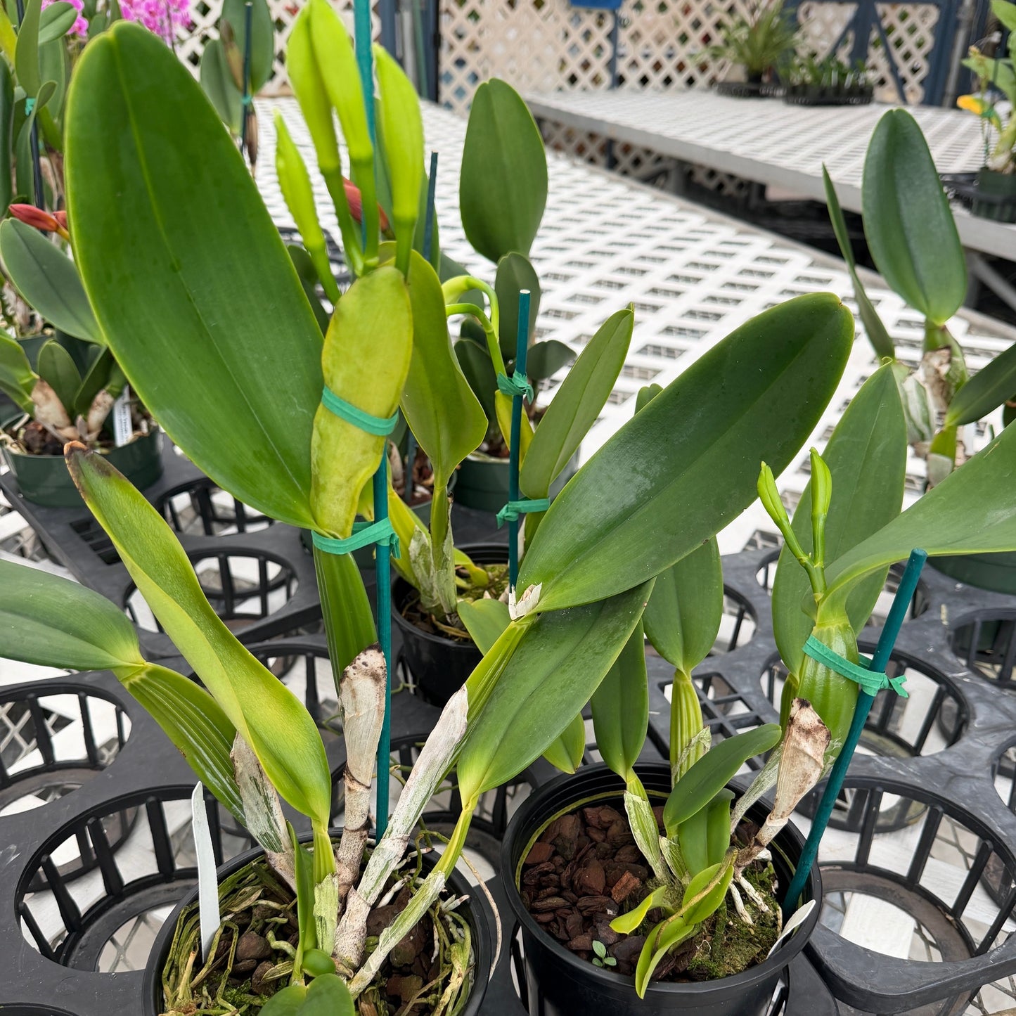 C. jenmanii v. alba x sib (5" pot) - Buds