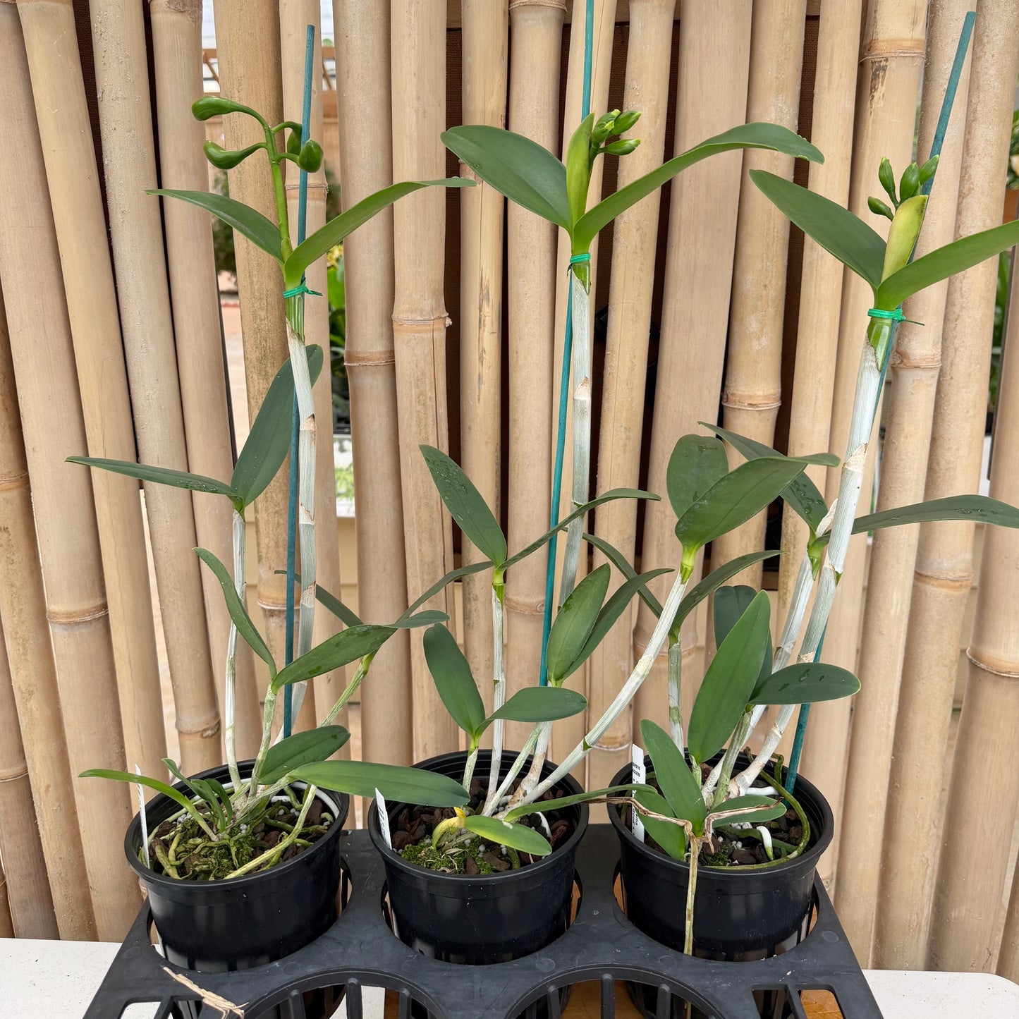 Cattleya tigrina v. alba x sib ('Too Good' x 'Super Nice') - Budded (5" Pot)