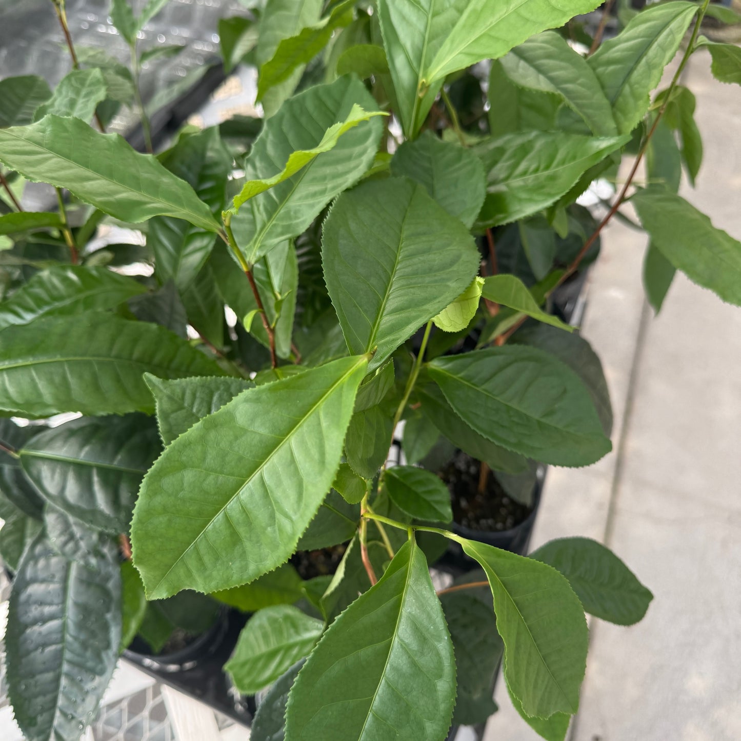 Camellia sinensis (Tea plant) - 4" Pot