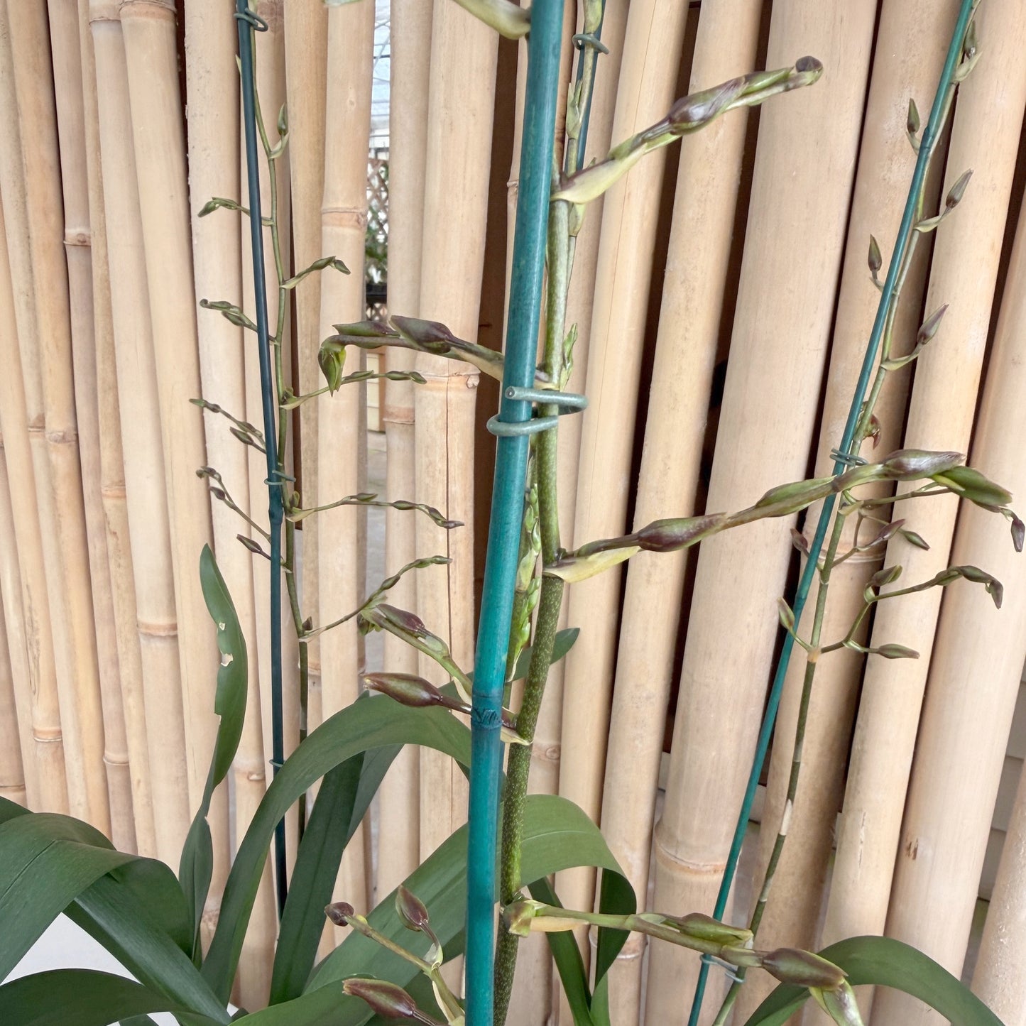 Odcdm. Catatante 'Kilauea Karma' (4" Pot) - Buds