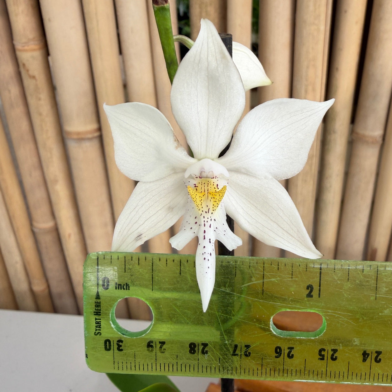 Caularthron bicornutum x self (4" Pot) - Buds