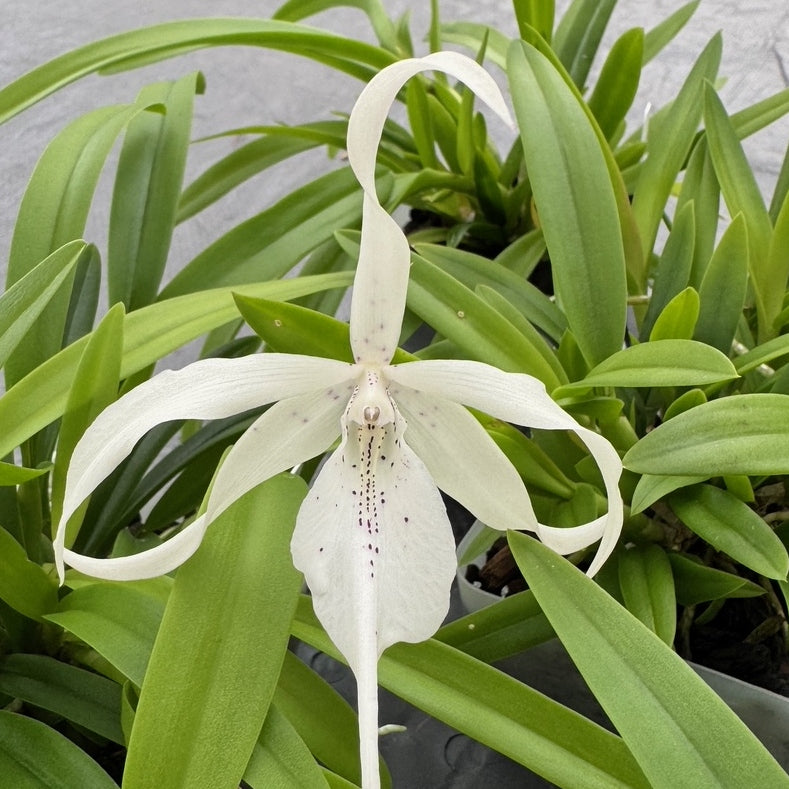 Caulavola Colmanii (4" pot) - Not Blooming
