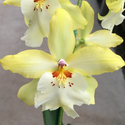 Vuyl. Celtic Sun 'Maya' (4" Pot) - Not Blooming