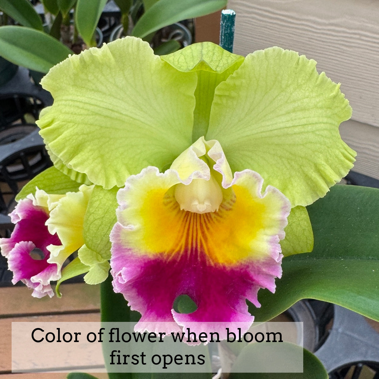 Rlc. Charlene Sau Yee Liu 'Volcano Prince' (5.5" Pot) - Buds