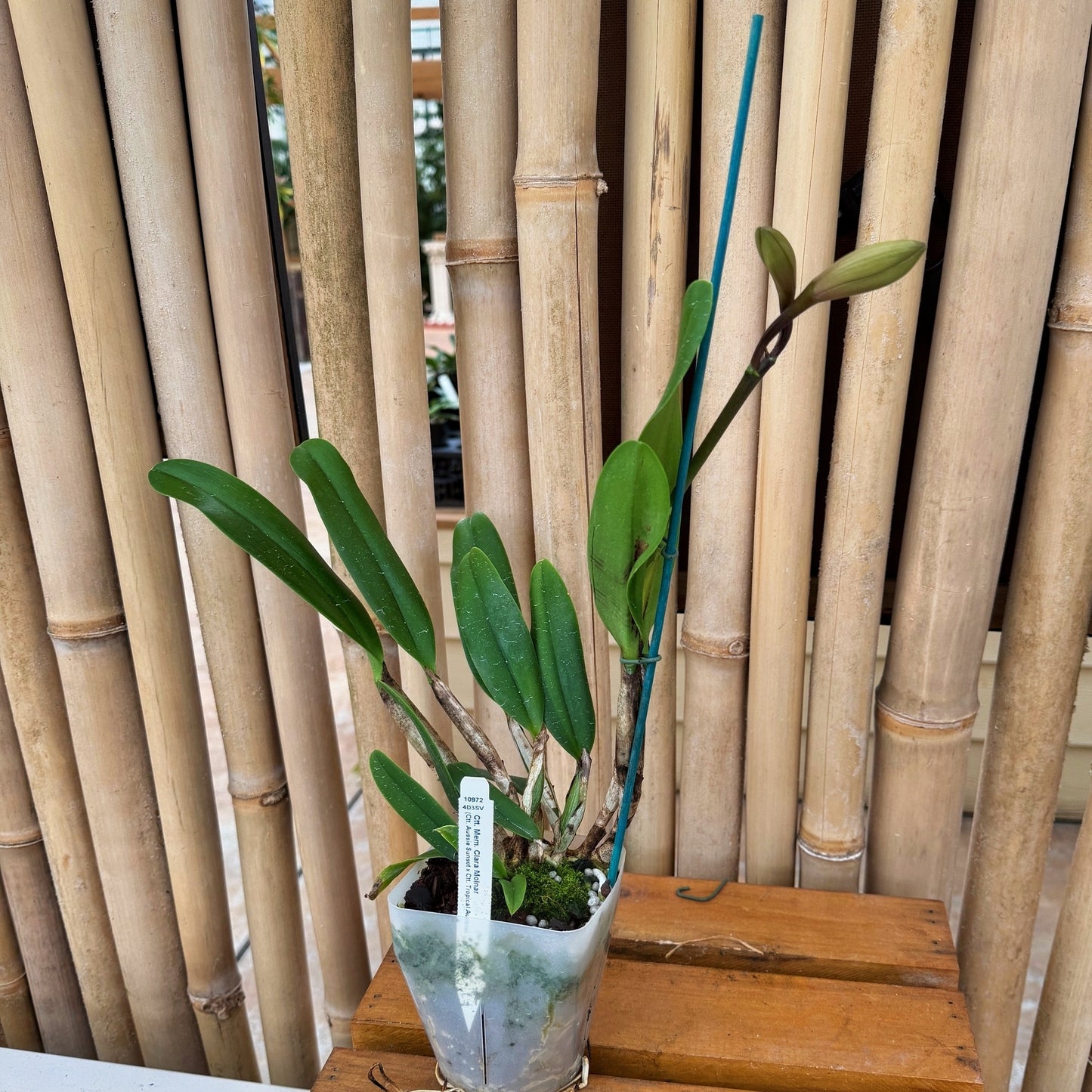 Ctt. Memoria Clara Molnar (4" pot) - Buds