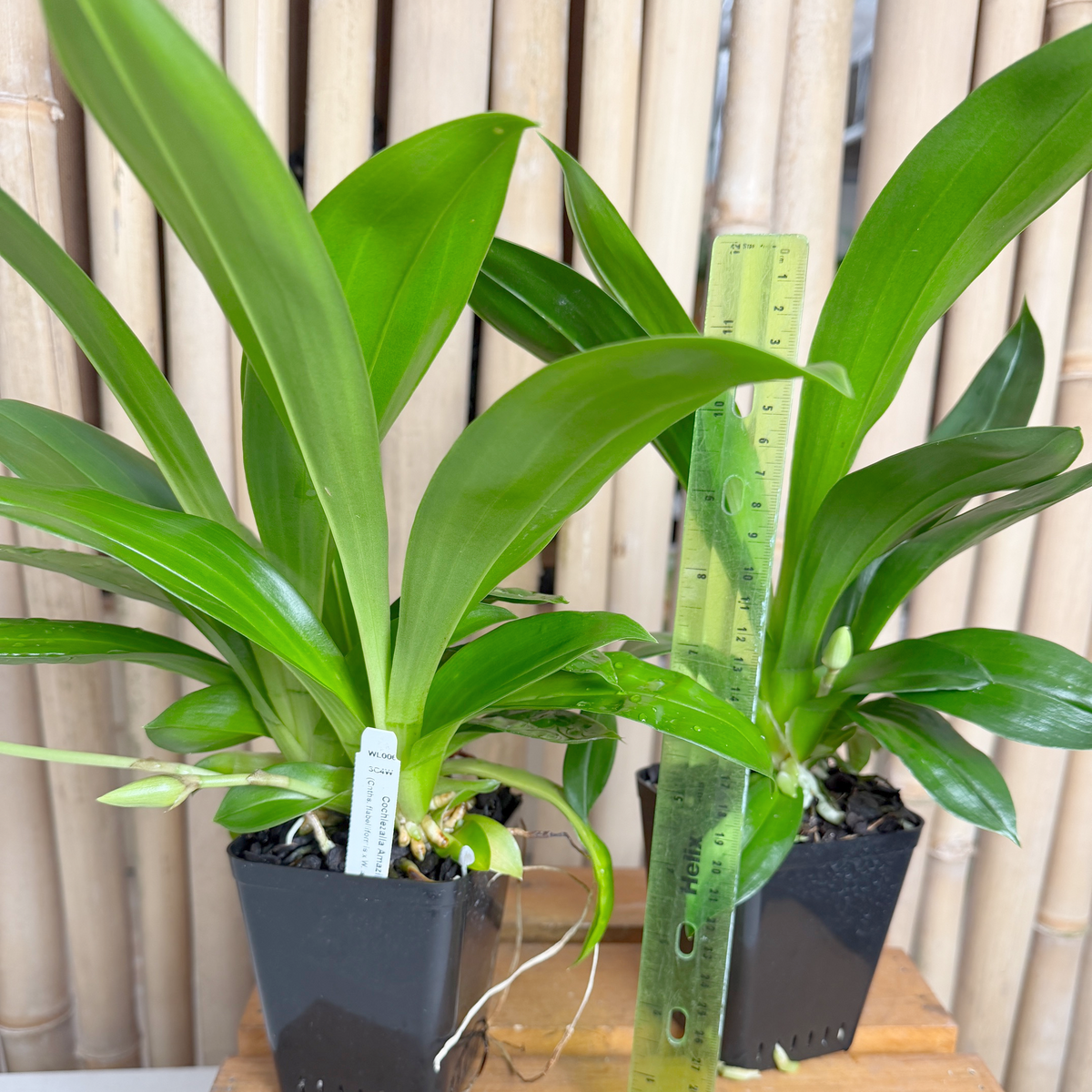Cochlezalla Amazing (4" Pot) - Bud