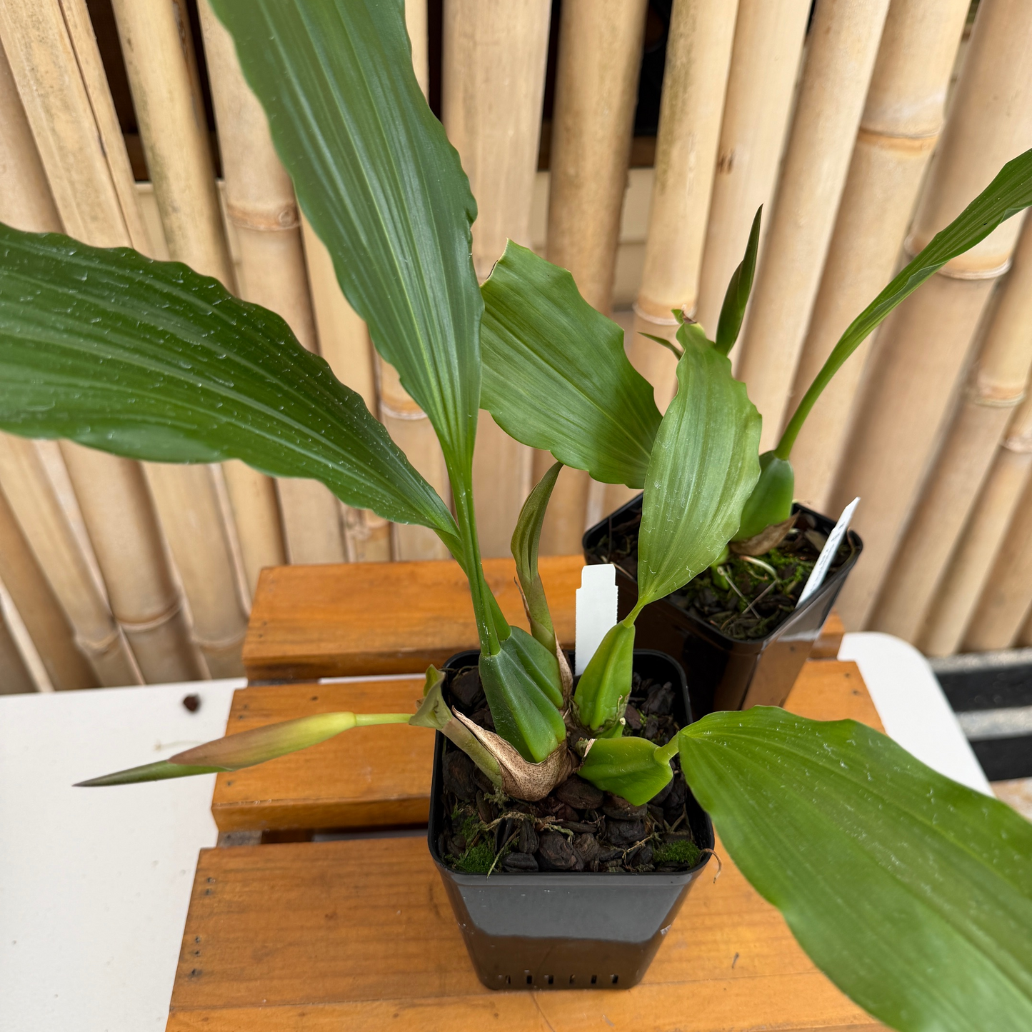 Coelogyne xyrekes x sib (Species) - Bud