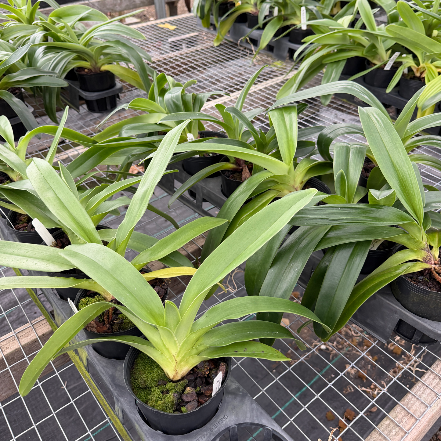 Complex Paphiopedilum (Seedling 4" Pot) - Not Blooming