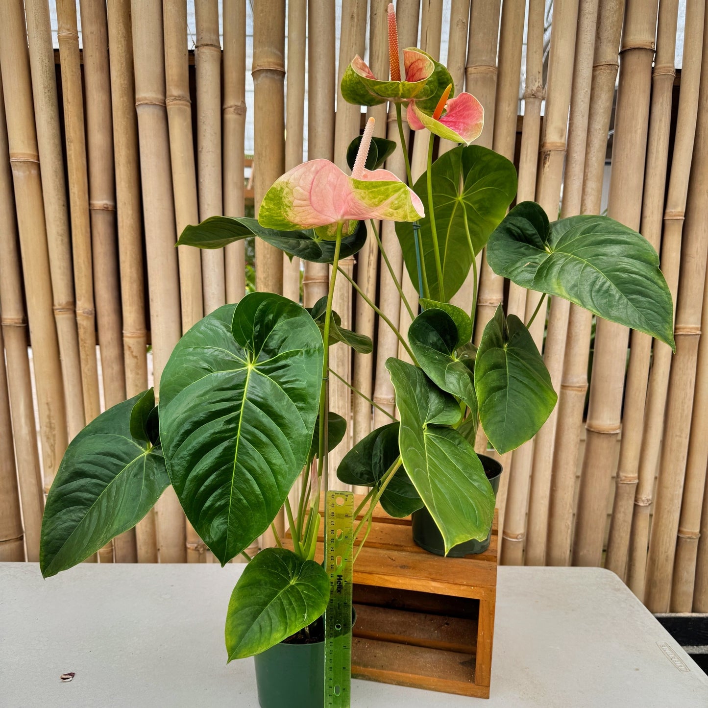 Anth. Coral Obake (5.5" Pot) - Large