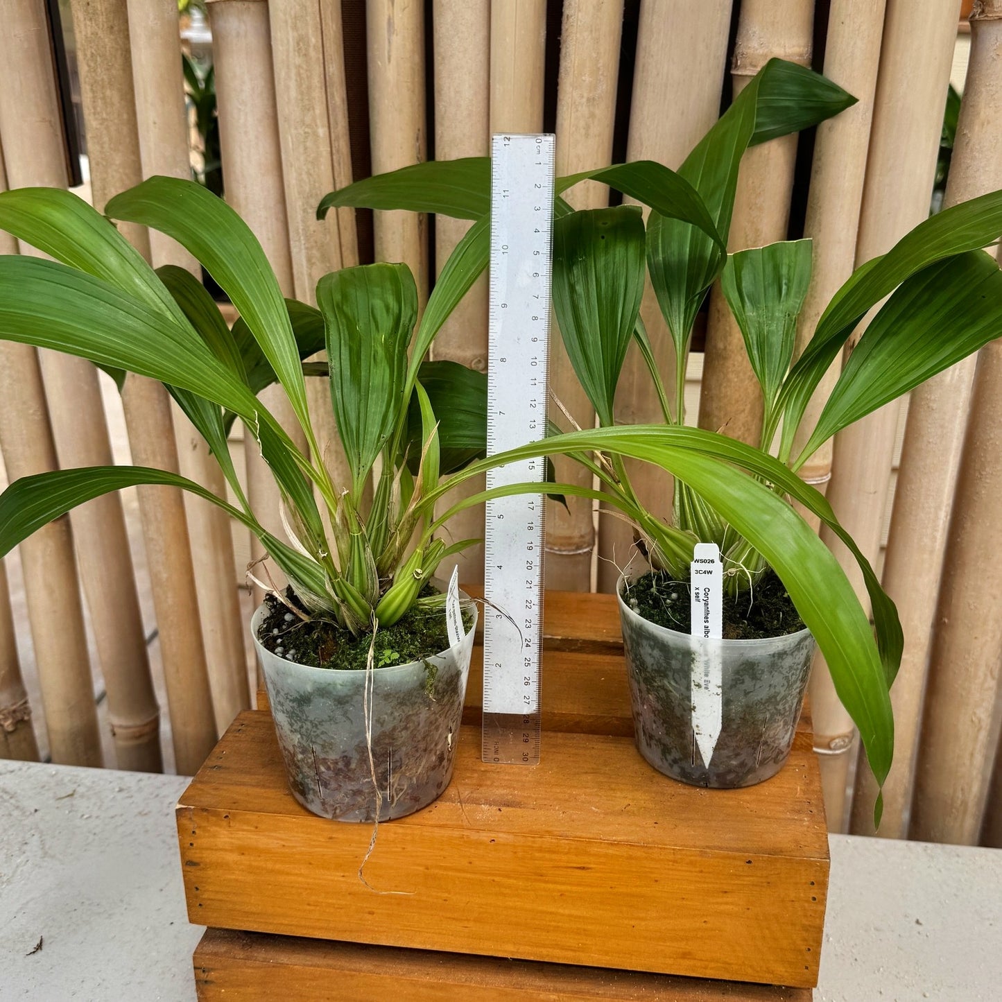 Coryanthes alborosea 'White Eve' x self - (Not Blooming)