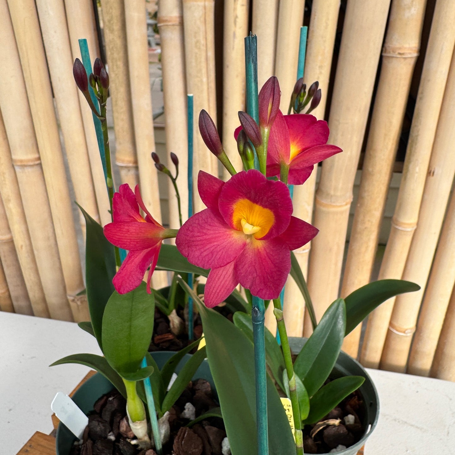 Ctna. Why Not 'Red' x self (5" Pot) - Buds