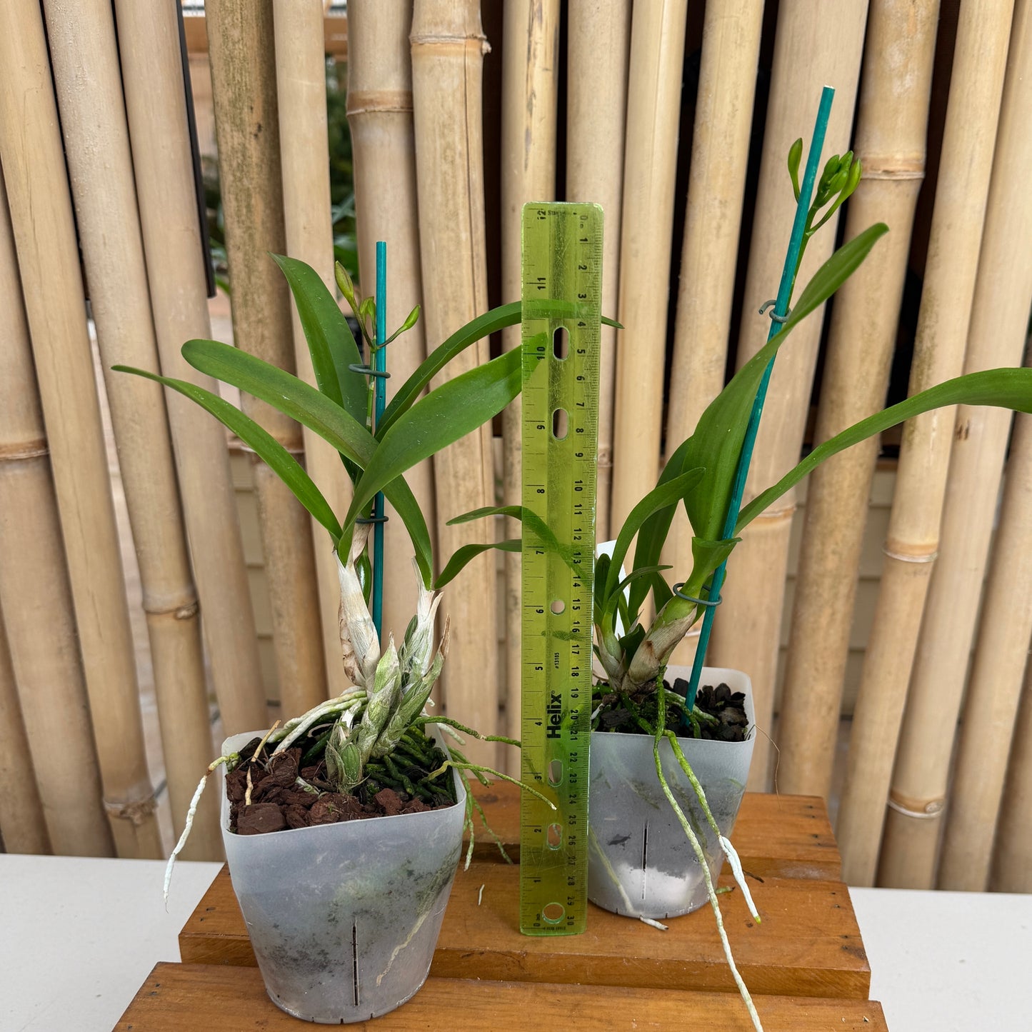 Ctna. Why Not 'Yellow #1' x self (4" Pot) - Buds