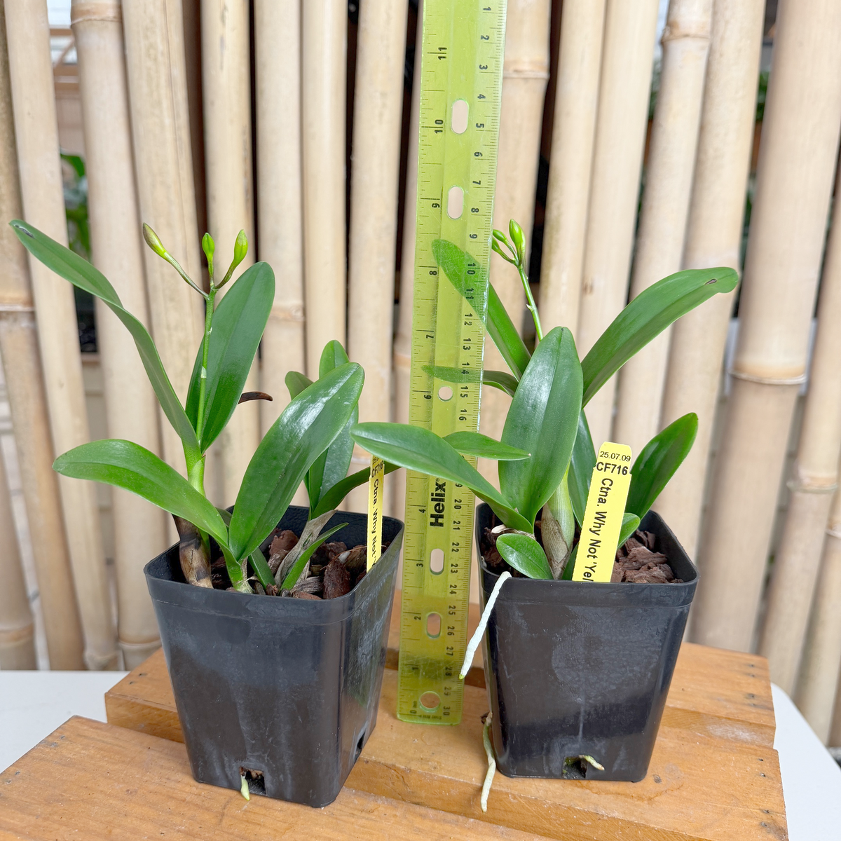 Ctna. Why Not 'Yellow' (4" Pot) - Buds