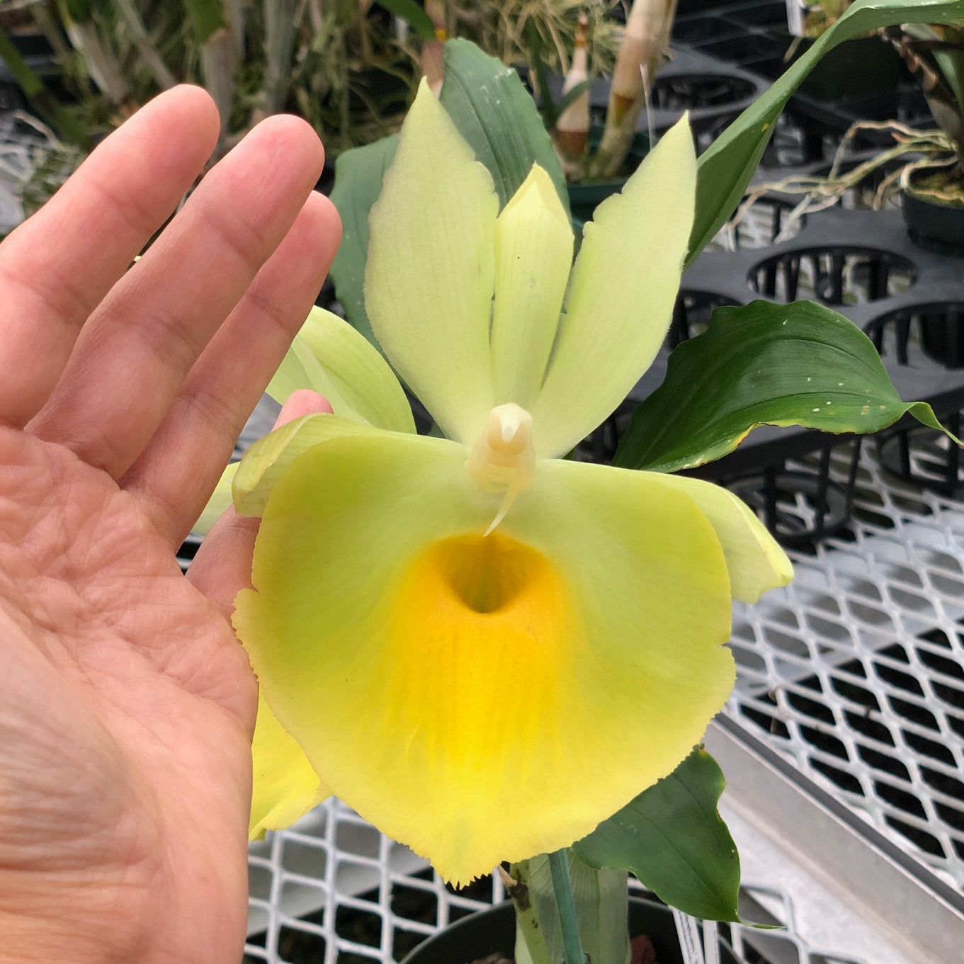 Ctsm. pileatum 'Jumbo Green Gold' FLASK (Clone)