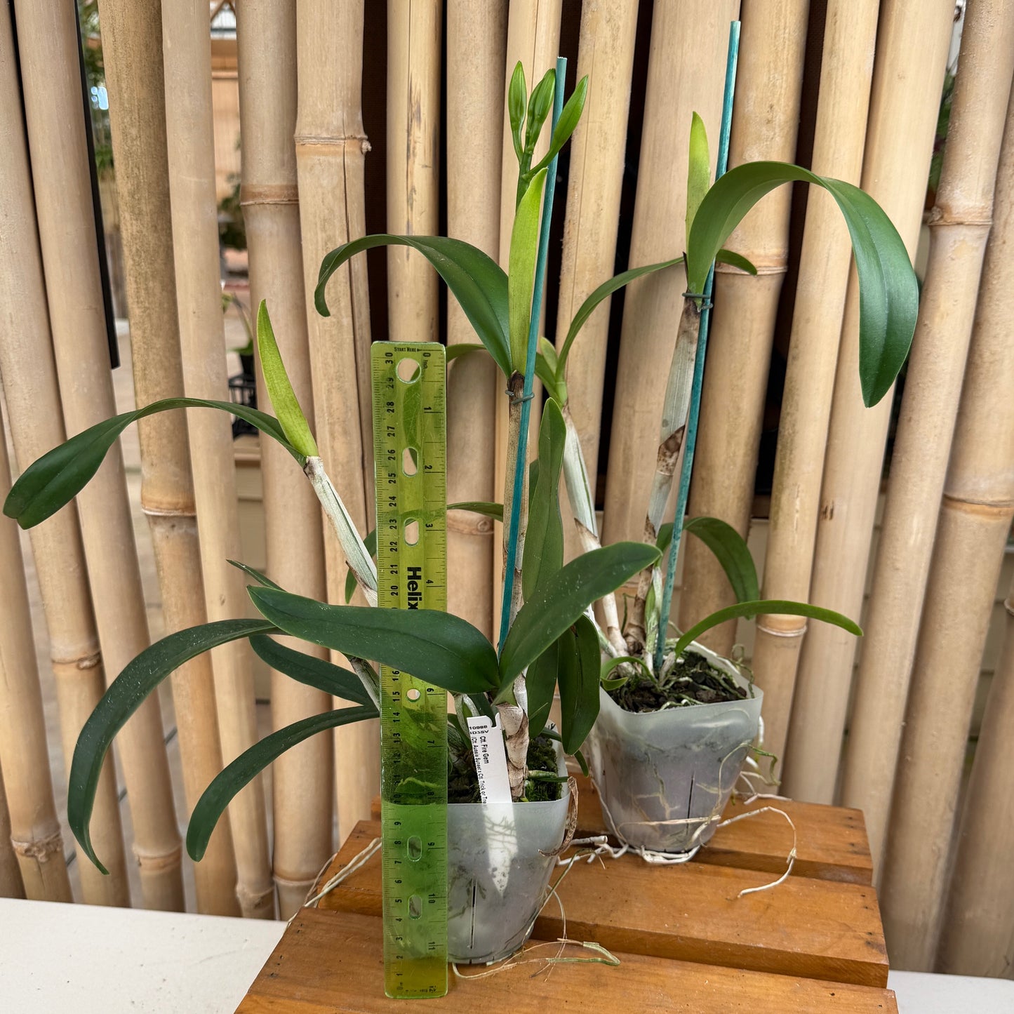 Ctt. Fire Gem (4" pot) - Buds