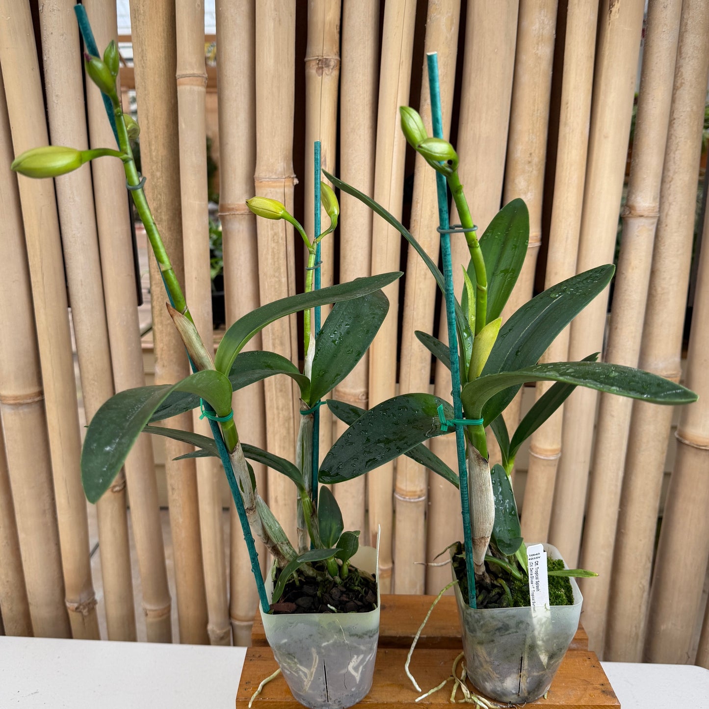 Ctt. Tropical Splash (Budding) (4" pot)