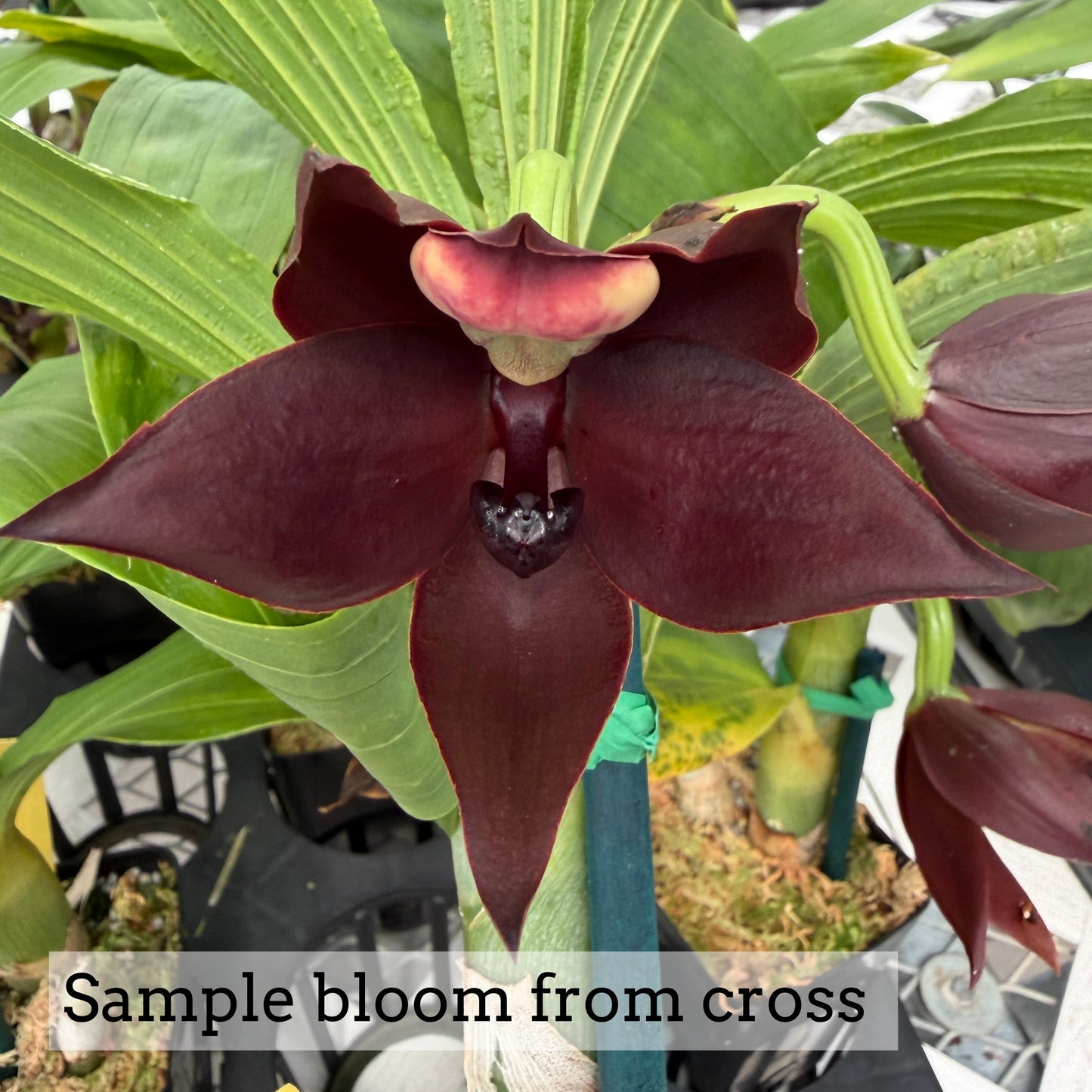 Cyc. The Grinch x Cyc. cooperi (4" Pot) - Buds