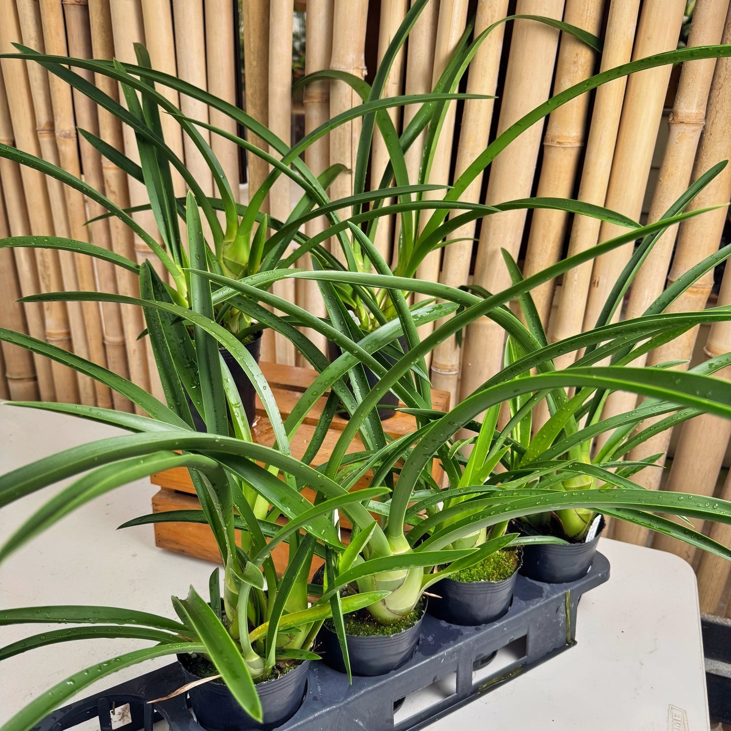 Cym,. Helen Bannerman 'Black Magic' (4" Pot) -Not Blooming