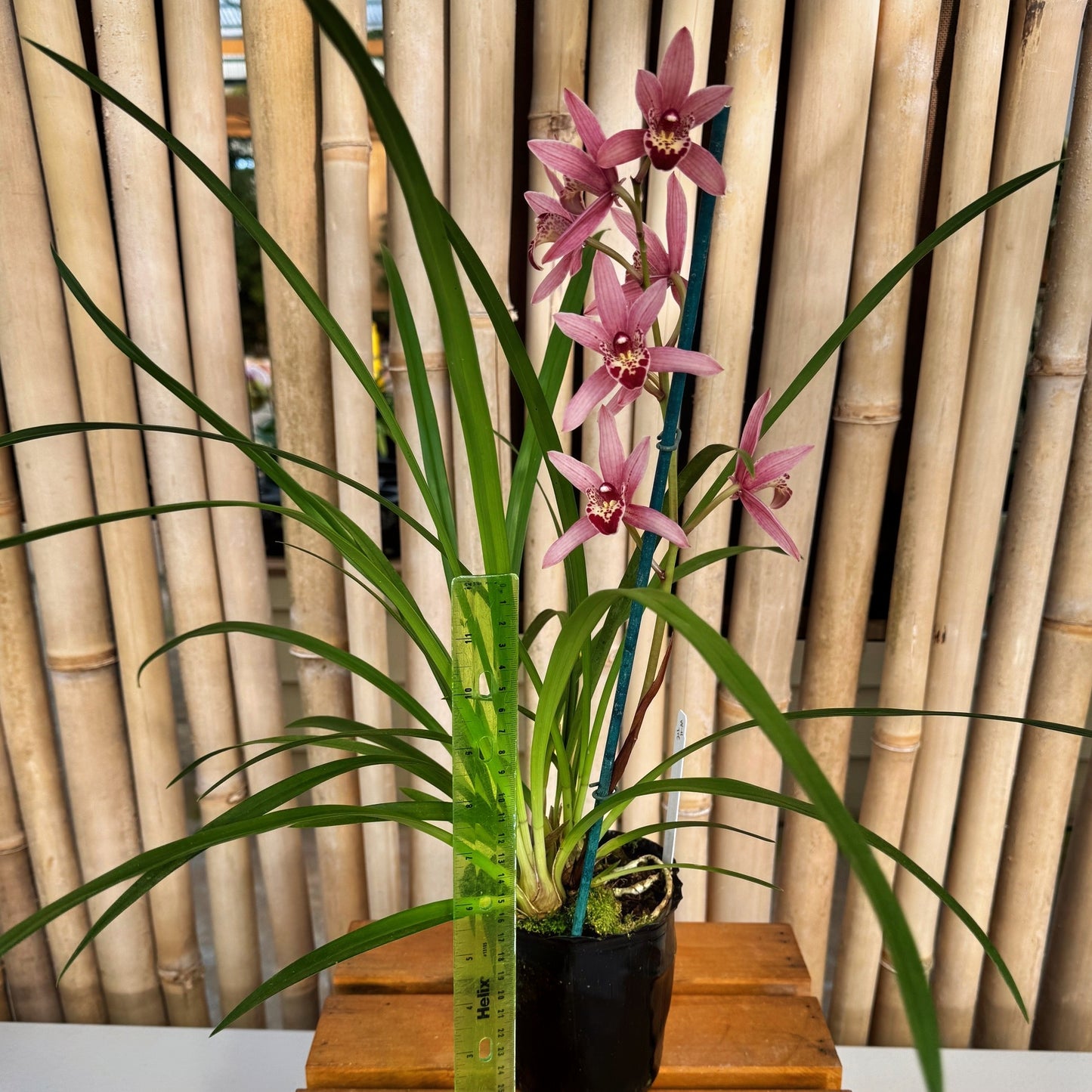 Cymbidium Miss Saigon 'Sedona' (4" Pot) - Buds