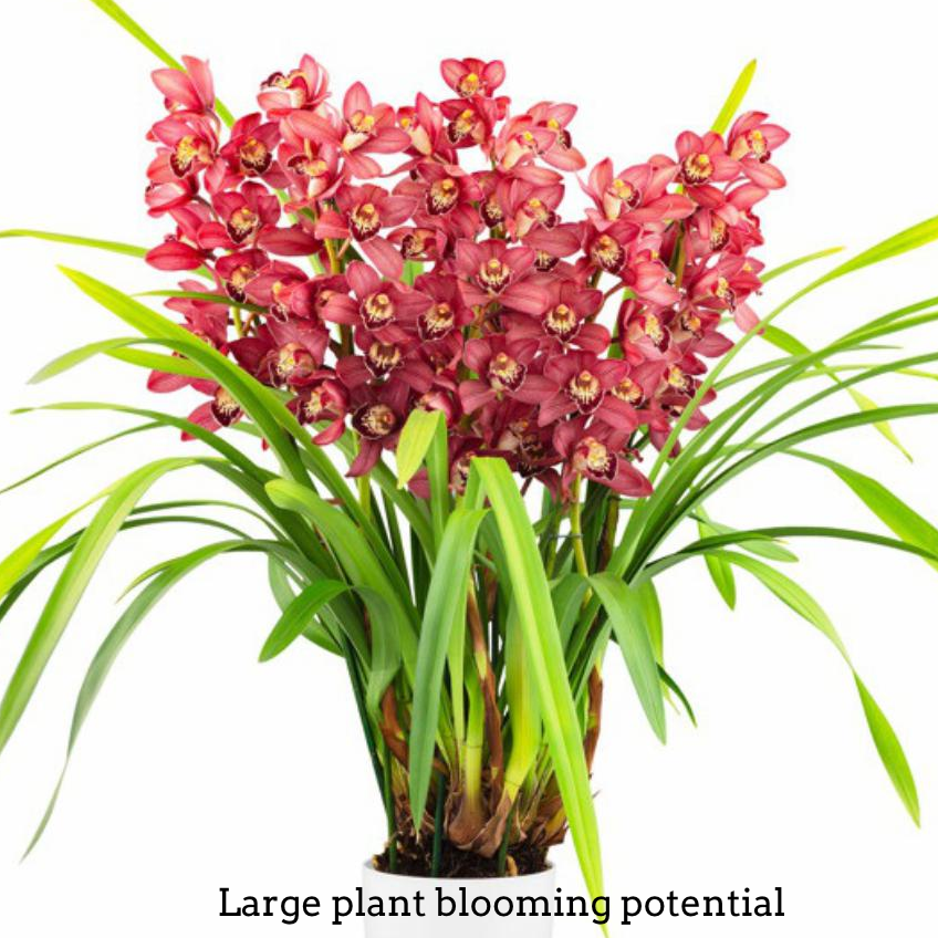 Cymbidium Red Beauty x Roy (4" Pot) - Not Blooming