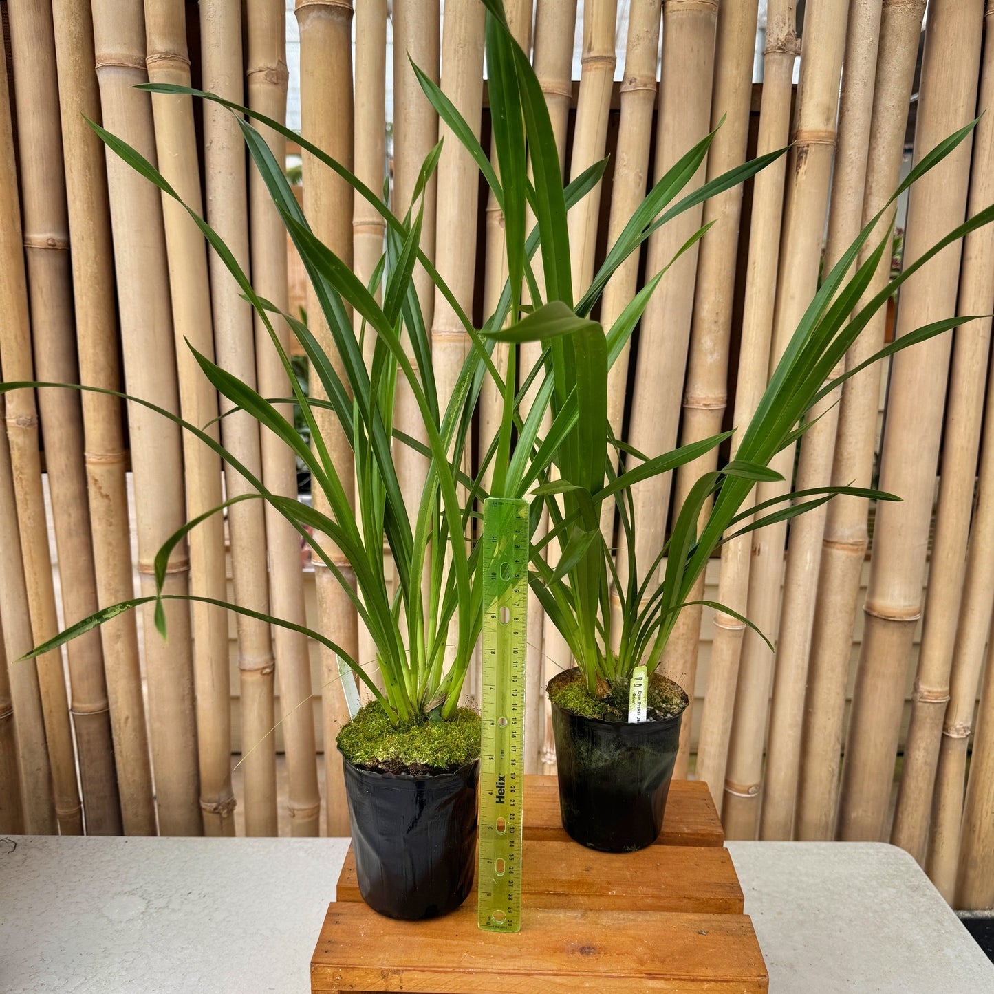 Cymbidium Prakai-Dao 'Orion' (4" Pot) - Not Blooming