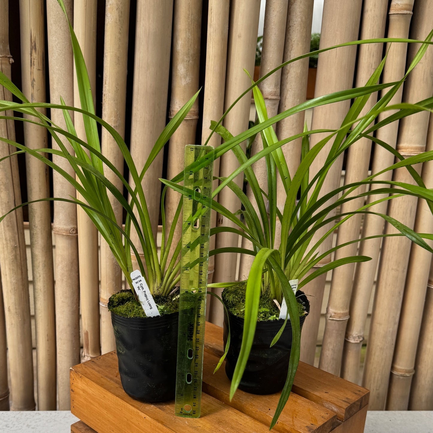 Cymbidium Prapuy Luang 'PK' (Not Blooming)