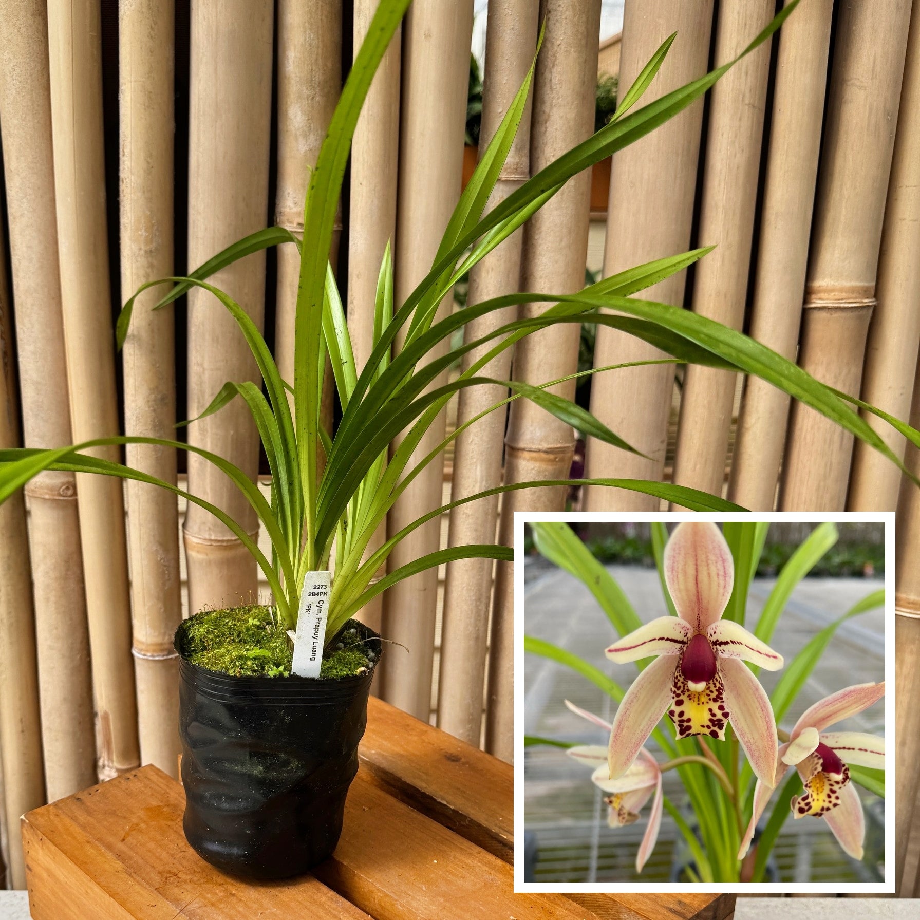 Cymbidium Prapuy Luang 'PK' (Not Blooming) – Akatsuka Orchid Gardens